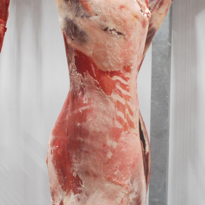 RubyWholesale: Whole Deer